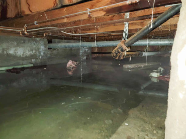 Best Carpet water damage restoration  in Freeland, PA