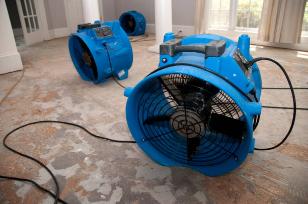 Best Water damage cleanup near me  in Freeland, PA